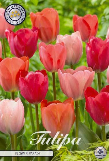 Tulipaner 'Flower Parade' - mikspakke - 10 stk. tulipanløk