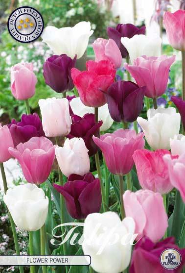 Tulipaner 'Flower Power' - mikspakke - 10 stk. tulipanløk