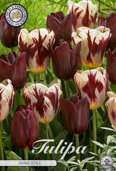 Tulipaner 'Grand Style' - mikspakke - 10 stk. tulipanløk
