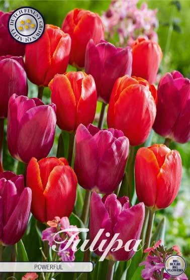 Tulipaner 'Powerful' - mikspakke - 10 stk. tulipanløk