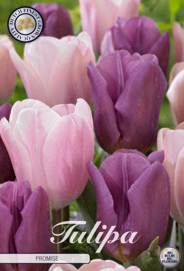 Tulipaner 'Promise' - mikspakke - 10 stk. tulipanløk