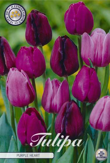 Tulipaner 'Purple Heart' - mikspakke - 10 stk. tulipanløk