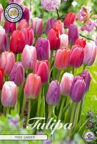Tulipaner 'Pride Garden' - mikspakke - 10 stk. tulipanløk