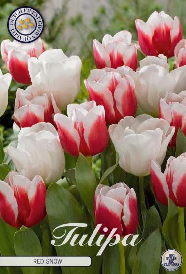 Tulipaner 'Red Snow' - mikspakke - 10 stk. tulipanløk