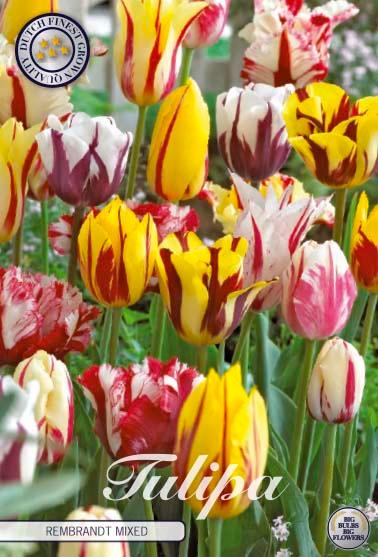 Tulipaner 'Rembrandt Mixed' - mikspakke - 10 stk. tulipanløk