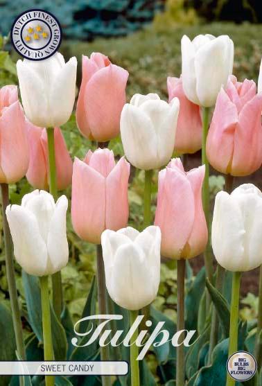 Tulipaner 'Sweet Candy' - mikspakke - 10 stk. tulipanløk