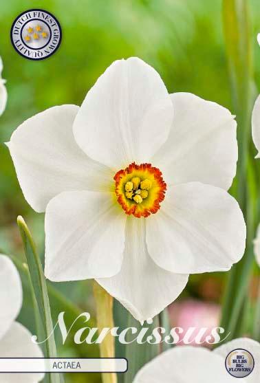 Narsisser 'Actaea' - 5 stk. blomsterløk av pinselilje