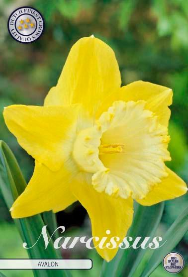 Narsisser 'Avalon' - 5 stk blomsterløk av påskeliljer