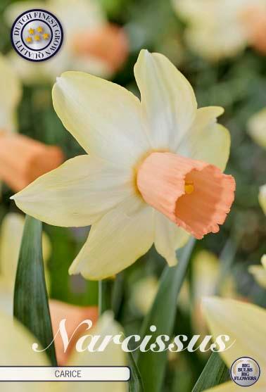 Narsisser 'Carice' - 5 stk blomsterløk av påskeliljer