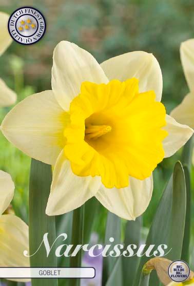 Narsisser 'Goblet' - 5 stk blomsterløk av påskeliljer