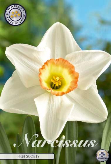 Narsisser 'High Society' - 5 stk blomsterløk av påskeliljer