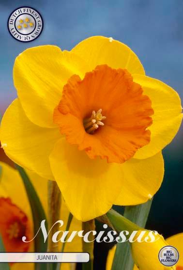 Narsisser 'Juanita' - 5 stk blomsterløk av påskeliljer