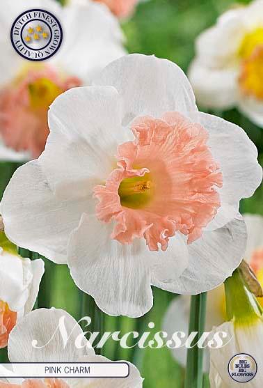 Narsisser 'Pink Charm' - 5 stk blomsterløk av påskeliljer