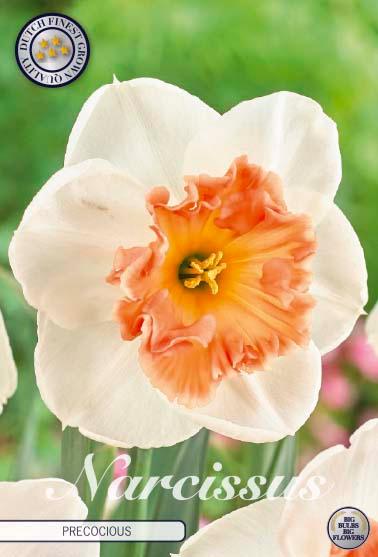 Narsisser 'Precocious' - 5 stk blomsterløk av påskeliljer