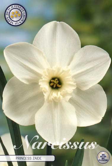Narsisser 'Princess Zaide' - 5 stk. blomsterløk av påskeliljer