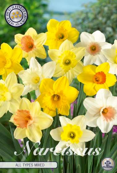 XXL-pakke Narsisser - Mikspakke av 100 stk. blomsterløk av påskeliljer