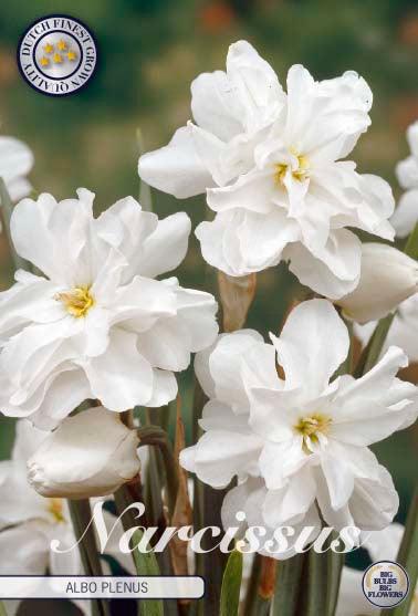 Narsisser 'Albo Plenus' - 5 stk blomsterløk av påskeliljer
