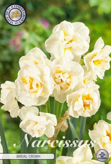 Narsisser 'Bridal Crown' - 6 stk blomsterløk av påskeliljer