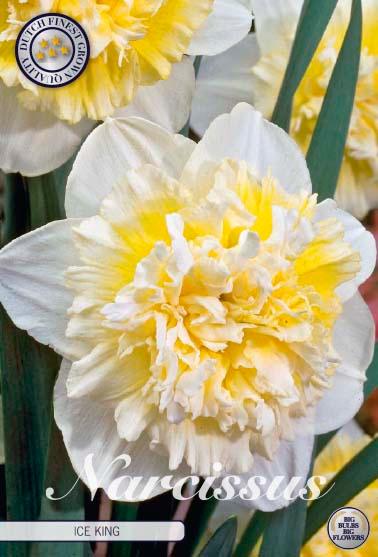 Narsisser 'Ice King' - 5 stk blomsterløk av påskeliljer