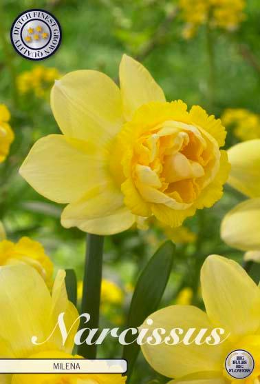 Narsisser 'Milena' - 5 stk blomsterløk av påskeliljer