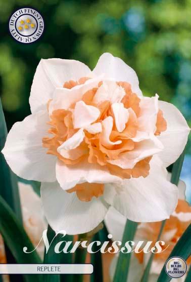 Narsisser 'Replete' - 5 stk blomsterløk av påskeliljer