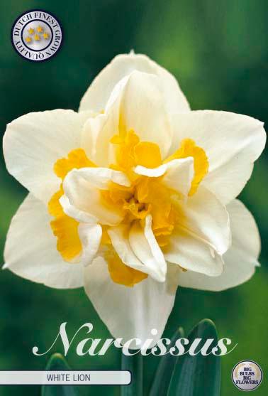 Narsisser 'White Lion' - 5 stk blomsterløk av påskeliljer