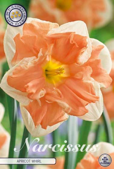 Narsisser 'Apricot Whirl' - 5 stk blomsterløk av påskeliljer