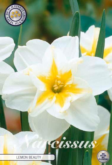 Narsisser 'Lemon Beauty' - 5 stk blomsterløk av påskeliljer