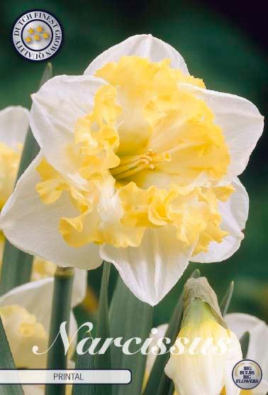 Narsisser 'Printal' - 5 stk blomsterløk av påskeliljer