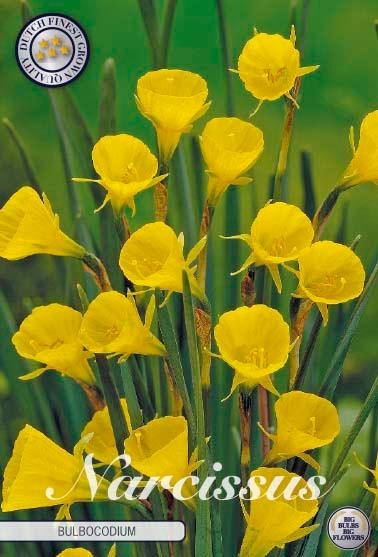 Narsisser 'Bulboconium' - 10 stk blomsterløk av påskeliljer