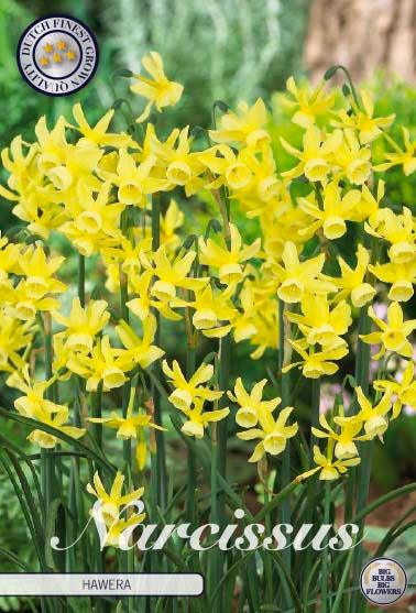 Narsisser 'Hawera ' - 10 stk blomsterløk av påskeliljer