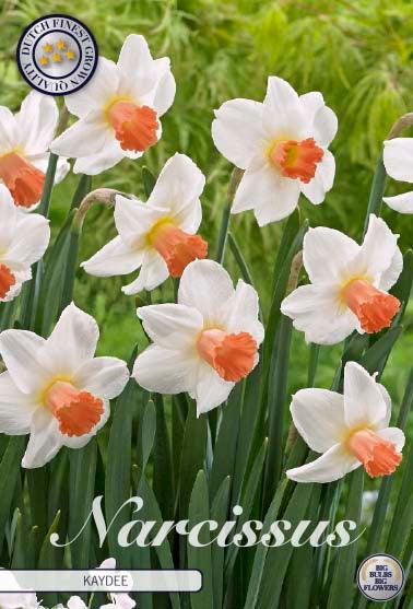 Narsisser 'Kaydee' - 5 stk blomsterløk av påskeliljer