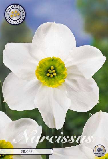 Narsisser 'Sinopel' - 5 stk. av botaniske påskeliljer