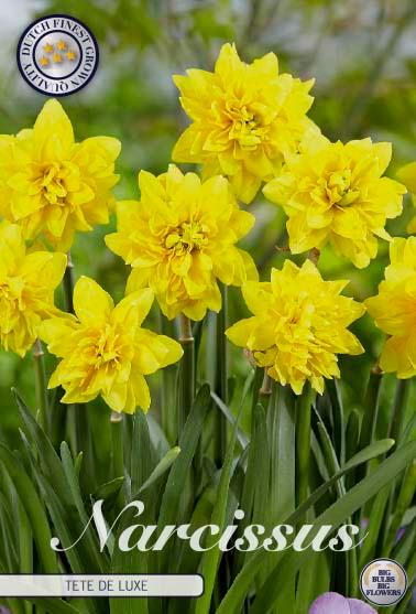 Narsisser 'Tête à Tête de Luxe' - 7 stk. blomsterløk av påskeliljer