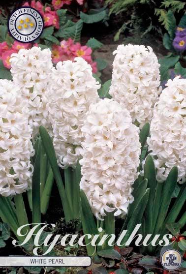 Hyasint 'White Pearl' - 5 stk. blomsterløk av svibler