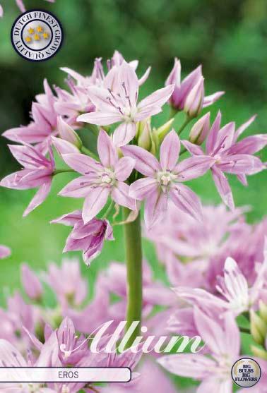 Allium 'Eros' - 10 stk. blomsterløk av Prydløk