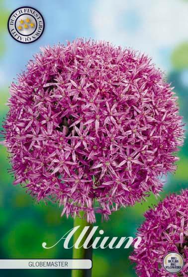 Allium 'Globemaster' - 1 stk. blomsterløk av Prydløk