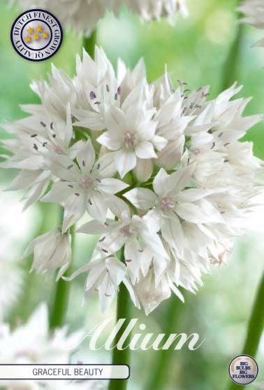 Allium 'Gracefull Beauty' - 5 stk. blomsterløk av Prydløk