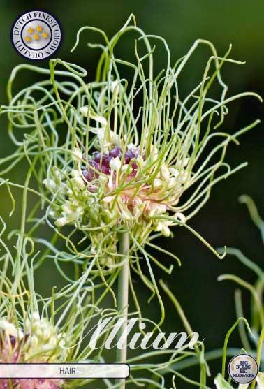 Allium 'Hair' - 10 stk. blomsterløk av Prydløk
