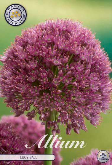 Allium 'Lucy Ball' - 1 stk. blomsterløk av Prydløk