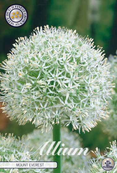 Allium 'Mount Everest' - 1 stk. blomsterløk av Prydløk