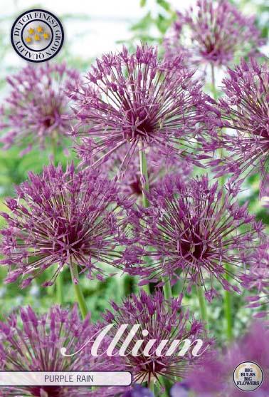 Allium 'Purple Rain' - 5 stk. blomsterløk av Prydløk