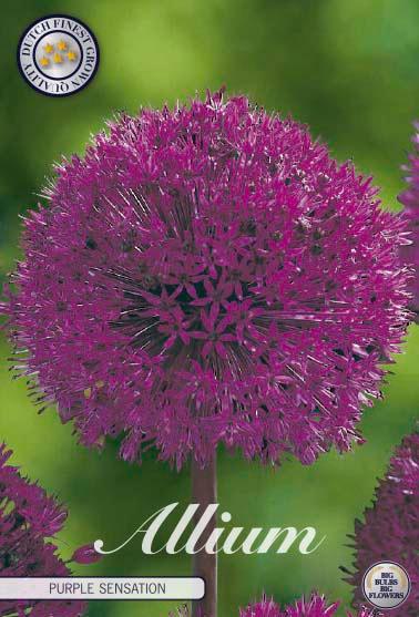 Allium 'Purple Sensation' - 5 stk. blomsterløk av Prydløk