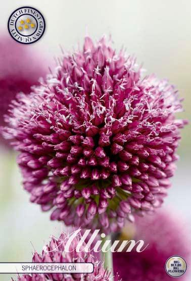 Allium 'Spaerocephalon' - 20 stk. blomsterløk av Prydløk