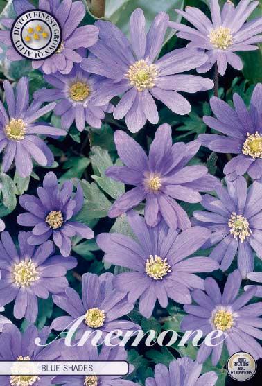 Anemone Blanda 'Blue Shades' - 20 stk. blomsterløk