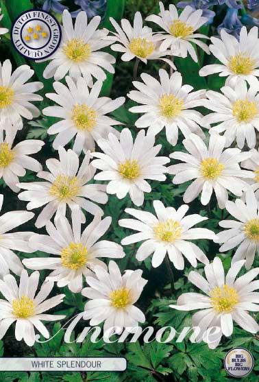 Anemone Blanda 'White Splendour' - 10 stk. blomsterløk