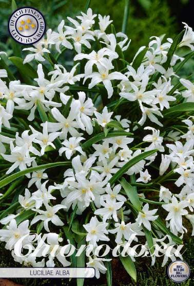 Snøstjerne Chionodoxa 'Luciliae Alba' - 20 stk blomsterløk
