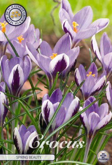 Krokus 'Spring Beauty' - 20 stk. blomsterløk