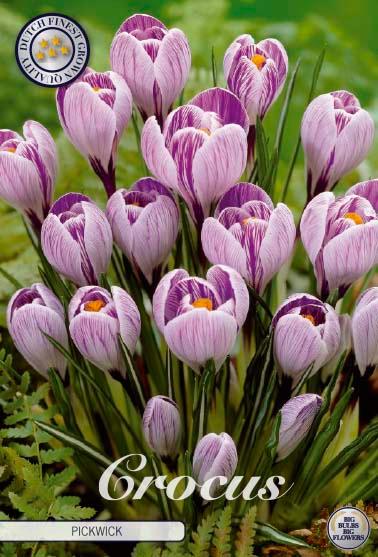 Krokus 'Pickwick' - 10 stk. blomsterløk