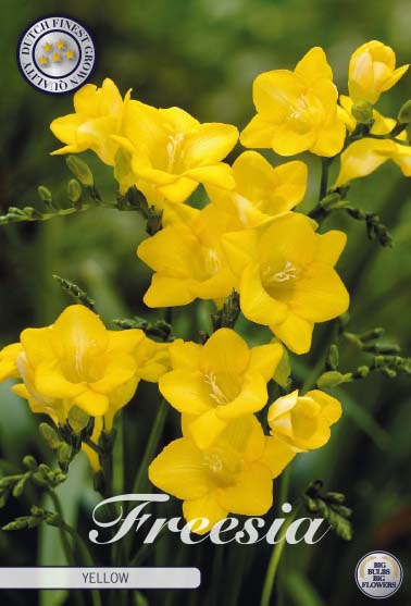 Freesia Enkel gul - 15 blomsterløk av freesia
